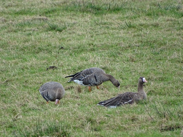 亚当·沃顿希望加盟有欧冠资格的新球队。
