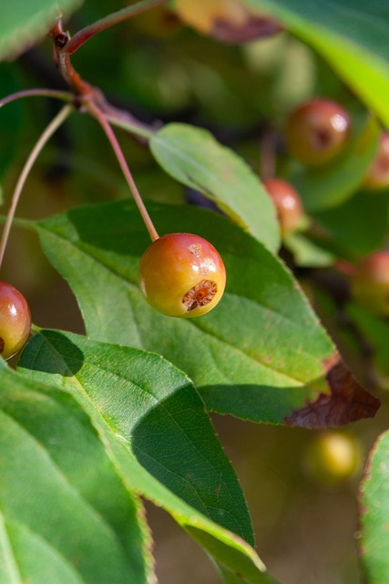 雷迪克：湖人希望东契奇尽快回归，但目前没有确切归队日期